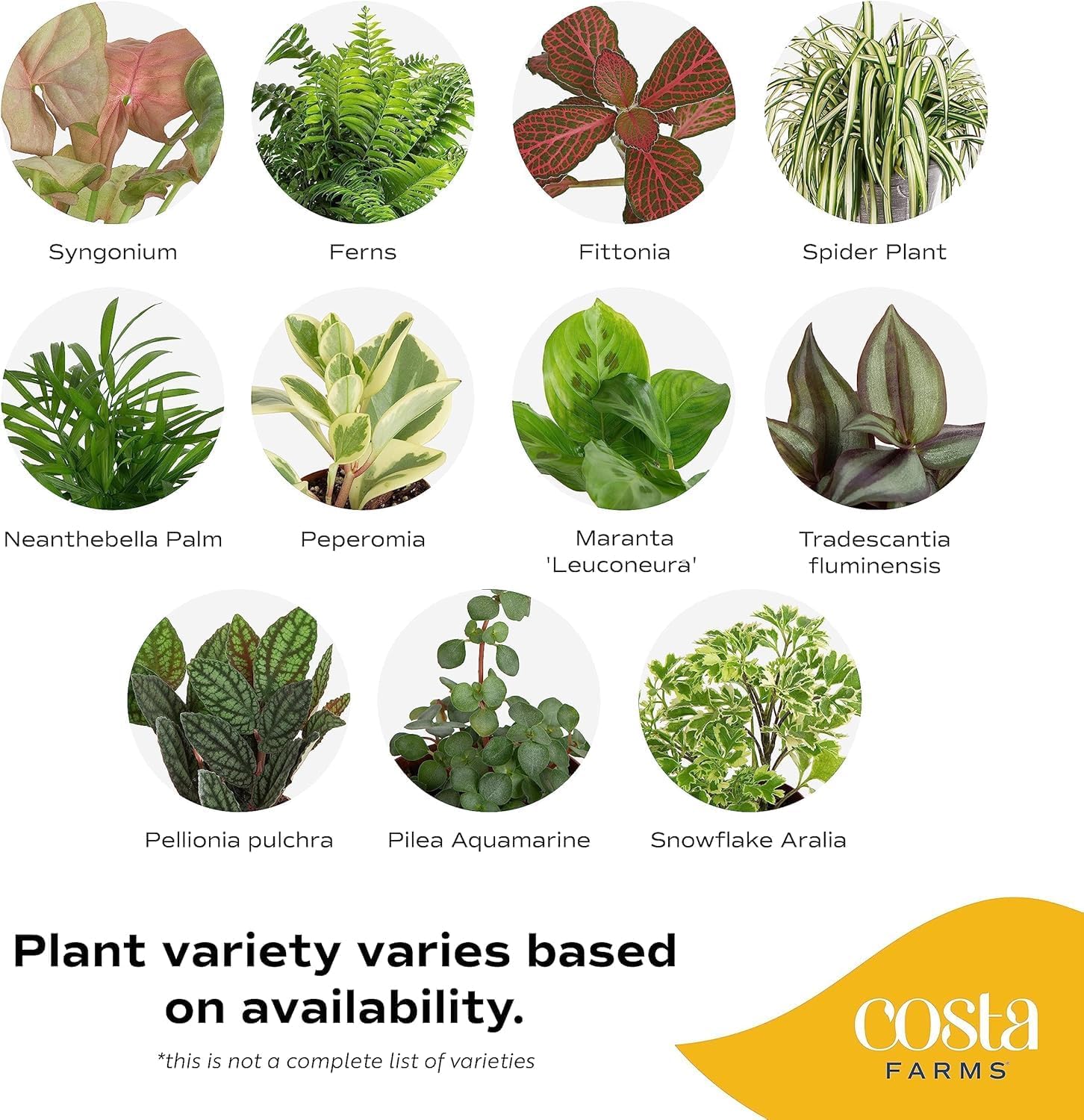 Alternative view of Costa Farms Live Indoor Plant Pack in Plastic Pots, Easy to Maintain, Air Purifying Indoor Houseplants, Assorted Varieties, Room or Office Decor, House Warming Gift, 8-12 Inches Tall, Pack of 4