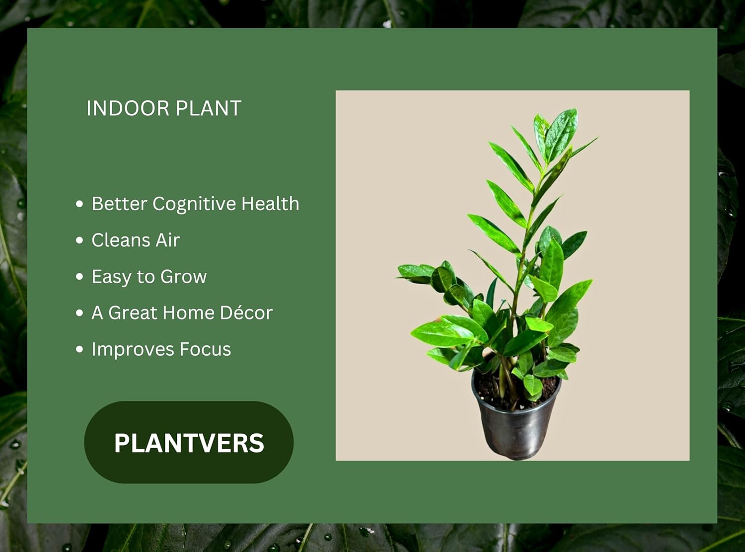 PLANTVERS Green ZZ Plant u2013 Zamioculcas Zamiifolia | Hardy Tropical Foliage with Upright Glossy Leaves | Low-Light Tolerant & Easy Care for Home or Office Display (4" Grow Pot)