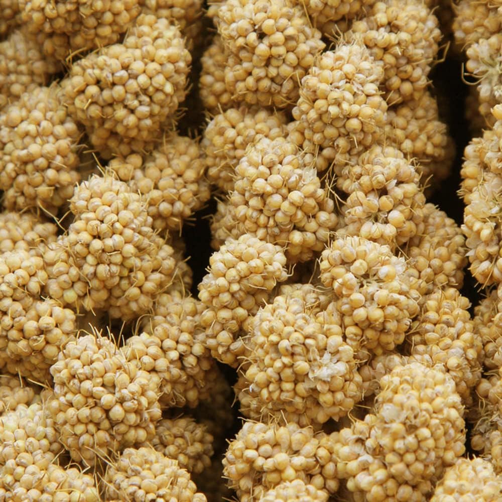 Jmxu's Spray Millet Treat for Birds Parakeets, Natural Sun-Dried Birds Millet for Cockatiel, Budgie, Finches, Parrots, Hamster (2 Pounds)