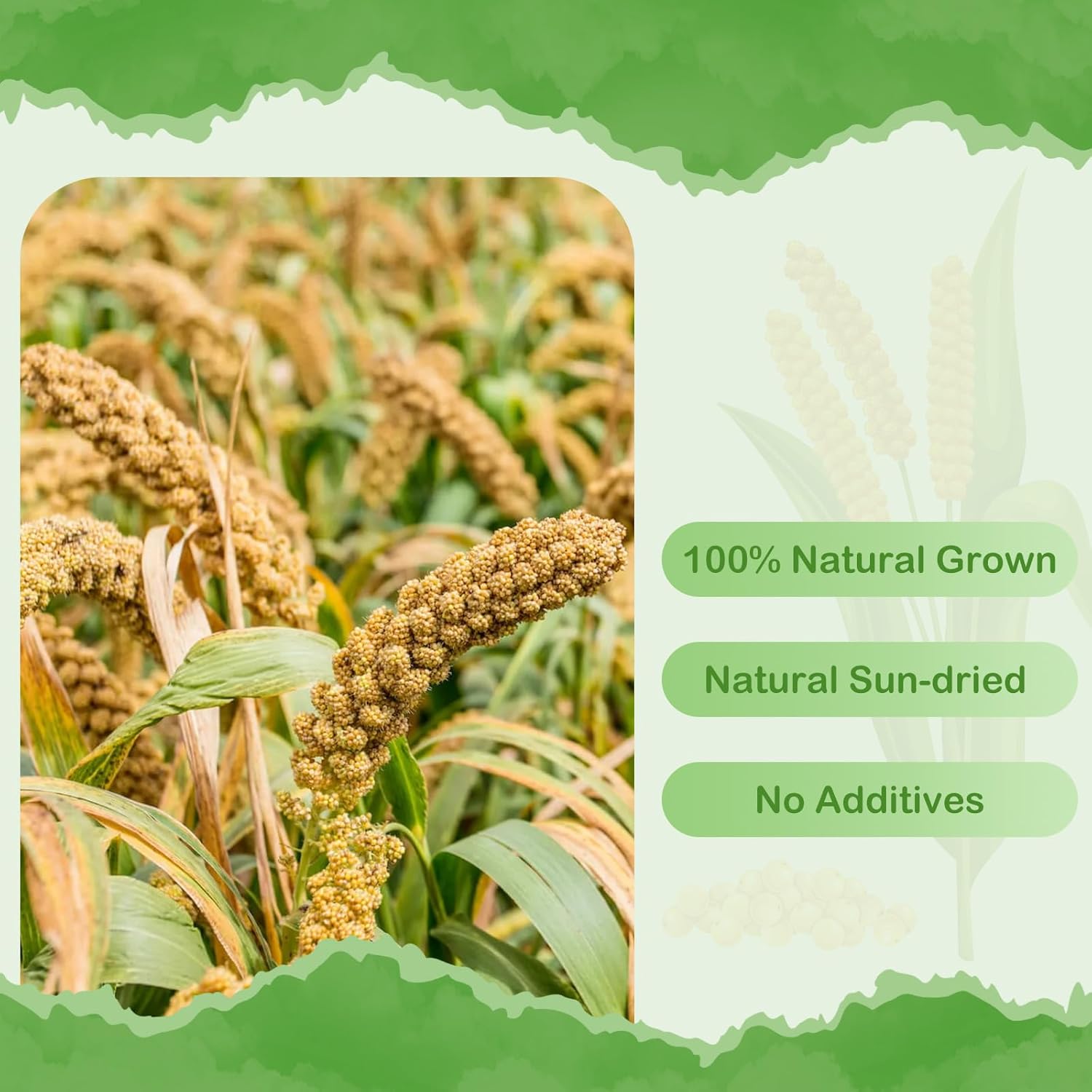 ERKOON 3.5LB Spray Millet Treat, All Natural Sun-Dried Healthy Treat Parrot Food Bird Snack for Parakeets, Lovebirds, Cockatiels, Finches, Budgies, Canaries Hamster, Bird Food Bulk