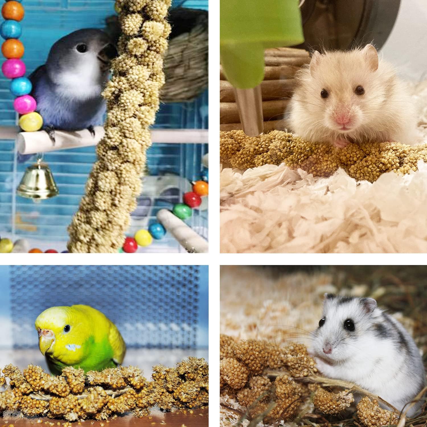 Jmxu's Spray Millet Treat for Birds Parakeets, Natural Sun-Dried Birds Millet for Cockatiel, Budgie, Finches, Parrots, Hamster (2 Pounds) - Image 6