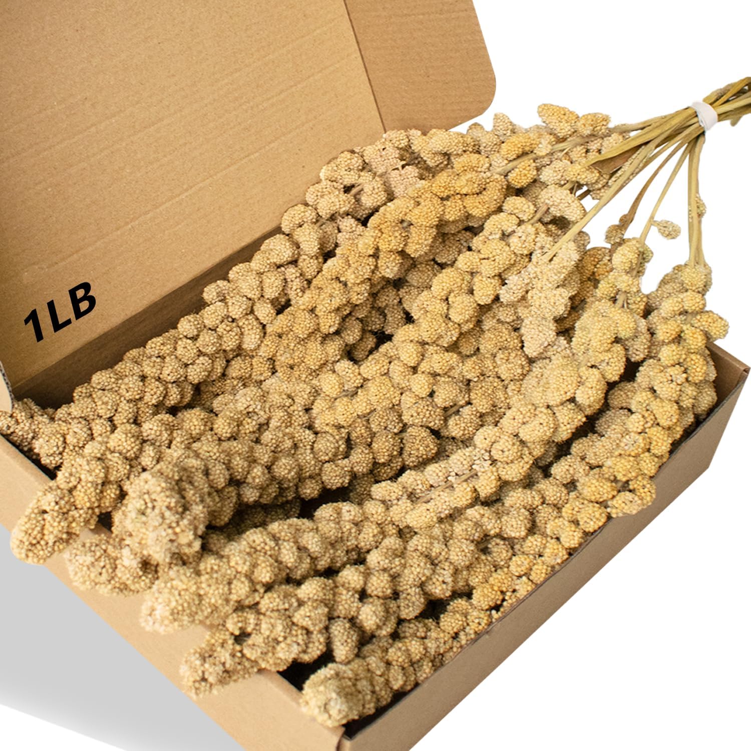 Jmxu's Spray Millet Treat for Birds Parakeets, Natural Sun-Dried Birds Millet for Cockatiel, Budgie, Finches, Parrots, Hamster (2 Pounds) - Image 7