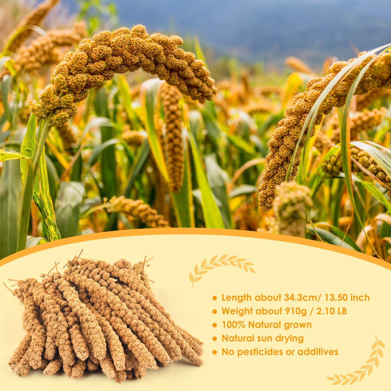 KATUMO 2LB Spray Millet Treat for Pet Birds, Natual Sun-Dried Bird Millet Parrot Food for Parakeet Budgie Cockatiel Finches Lovebird Conure Parrots Hamster