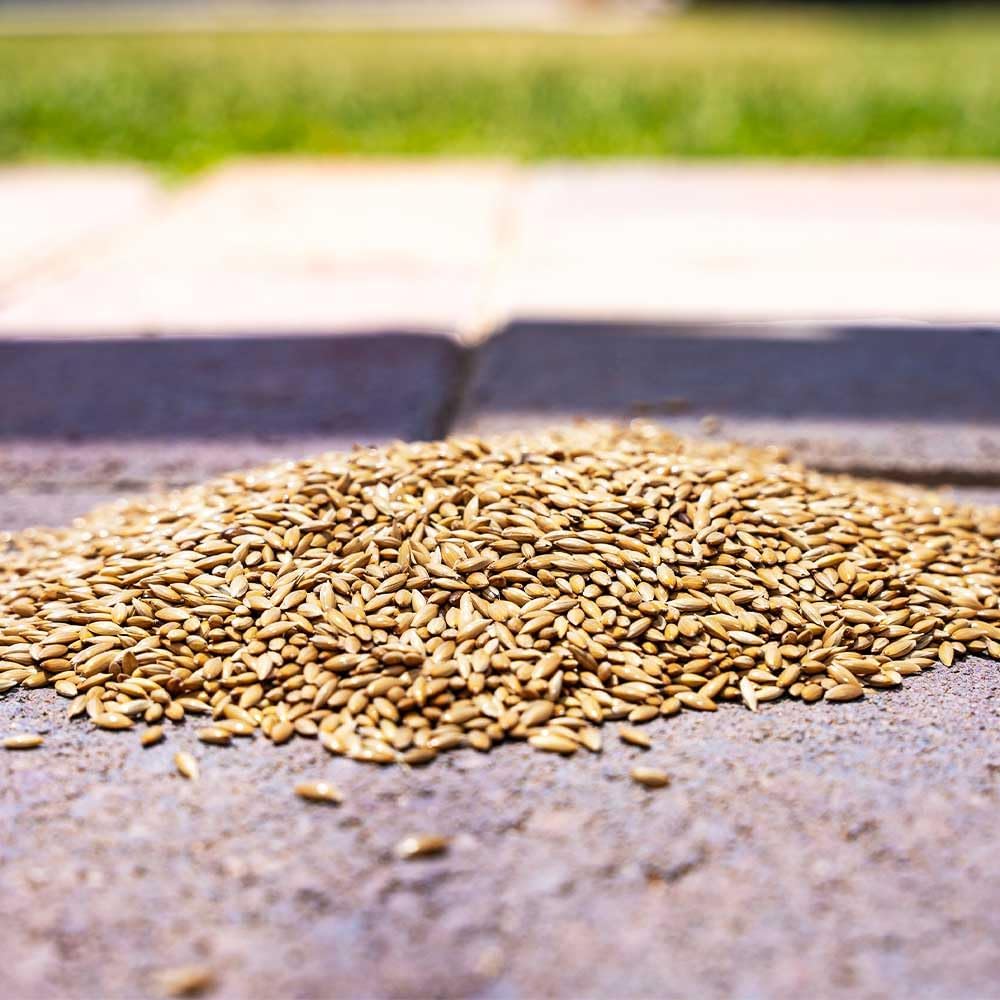 Desert Valley Canary Seed, All Natural, Non-GMO Premium Wild Bird Food for Canaries, Finch, Song Birds, Dove and More (5 Pounds)