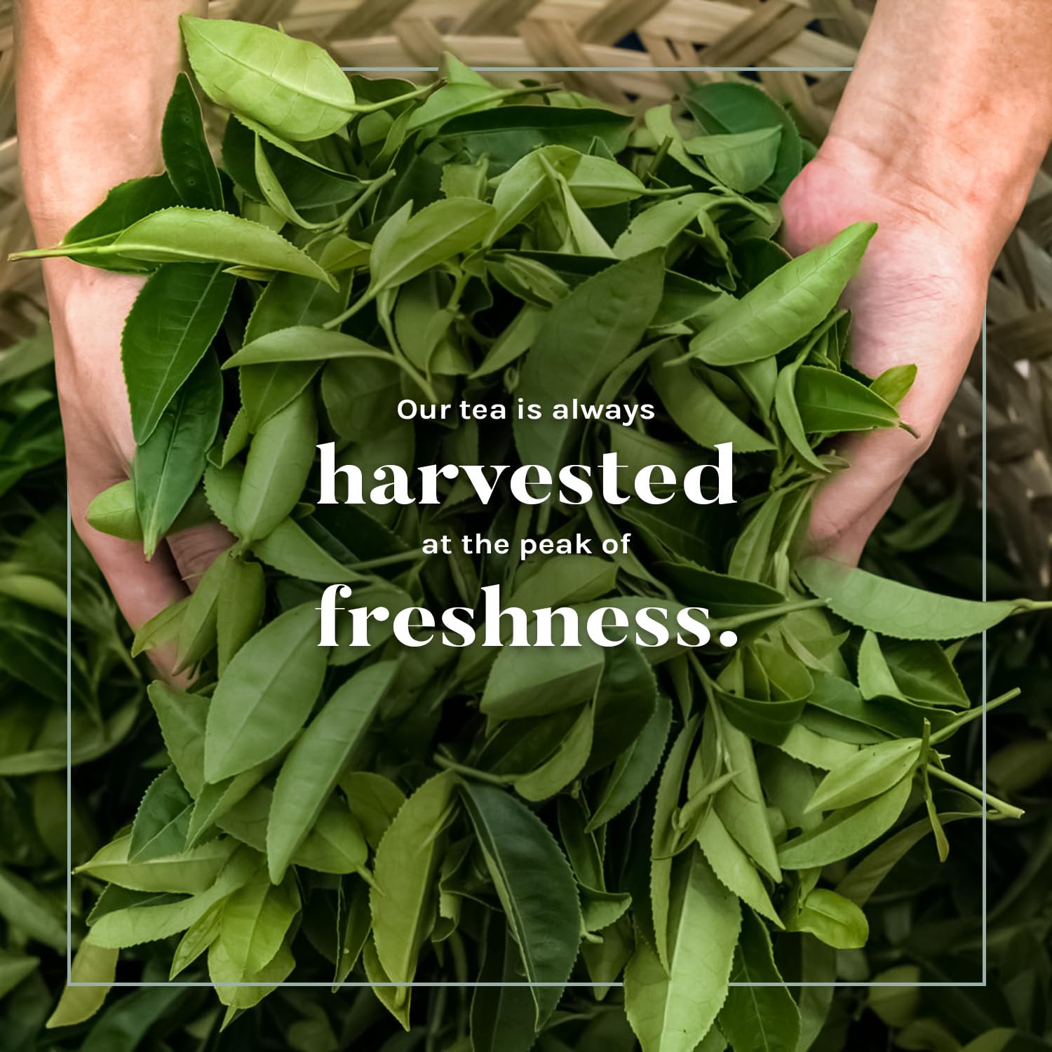 Uncle Lee's Tea Organic White Tea - Premium Tea for Everyday Wellness, Low Caffeine, Antioxidant-Rich White Tea Bags, Individually Wrapped, 100 Count (Pack of 4) - Image 3