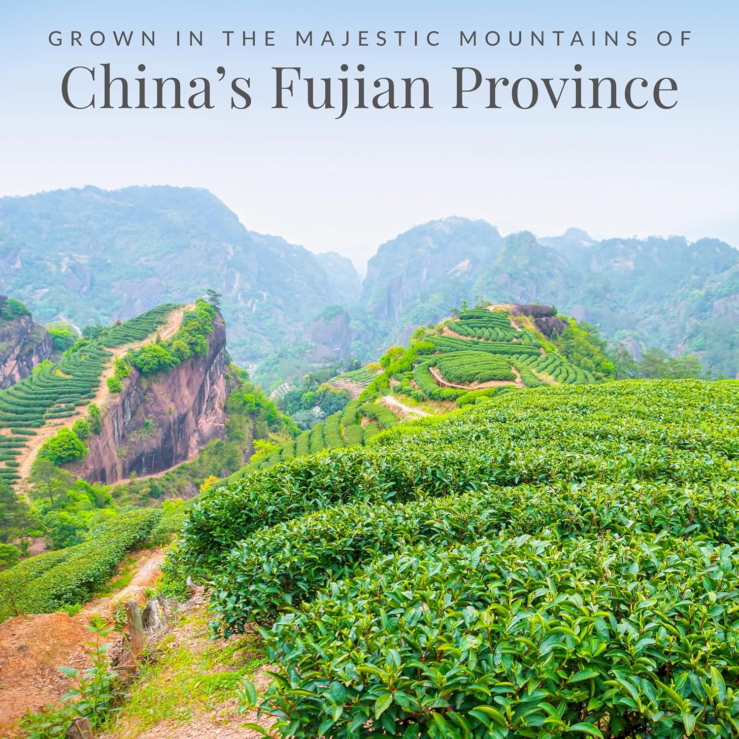 Alternative view of The Republic of Tea – Asian Jasmine 100% White Tea Bags, Steeps 50 Low-Caffeinated Cups