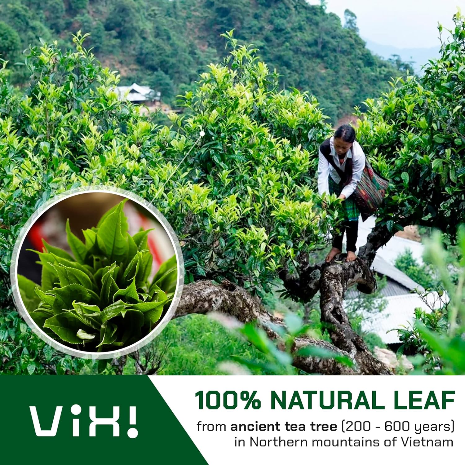 VIXI White Tea Bags, 80 Counts, Vietnam's Mountain Tea, Peony, Te Blanco, Flavored, Good Earth, Aroma, Caffeinated, Tagless, 100% Natural for Hot, Iced and Cold Brew