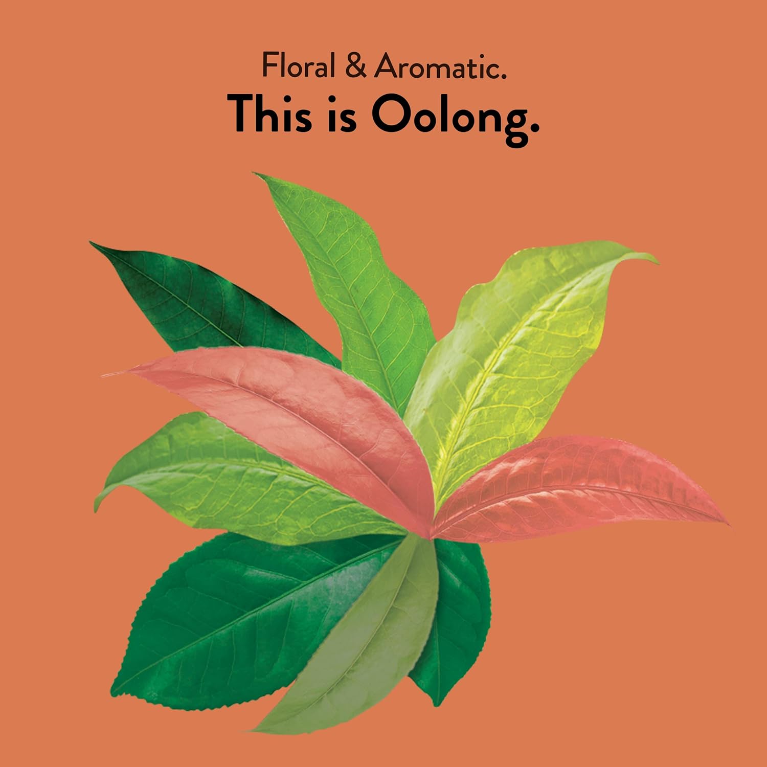 Choice Organic Teas Oolong Tea - Fair Trade - Compostable - Contains Caffeine - 48 Organic Oolong Tea Bags (Pack of 3)