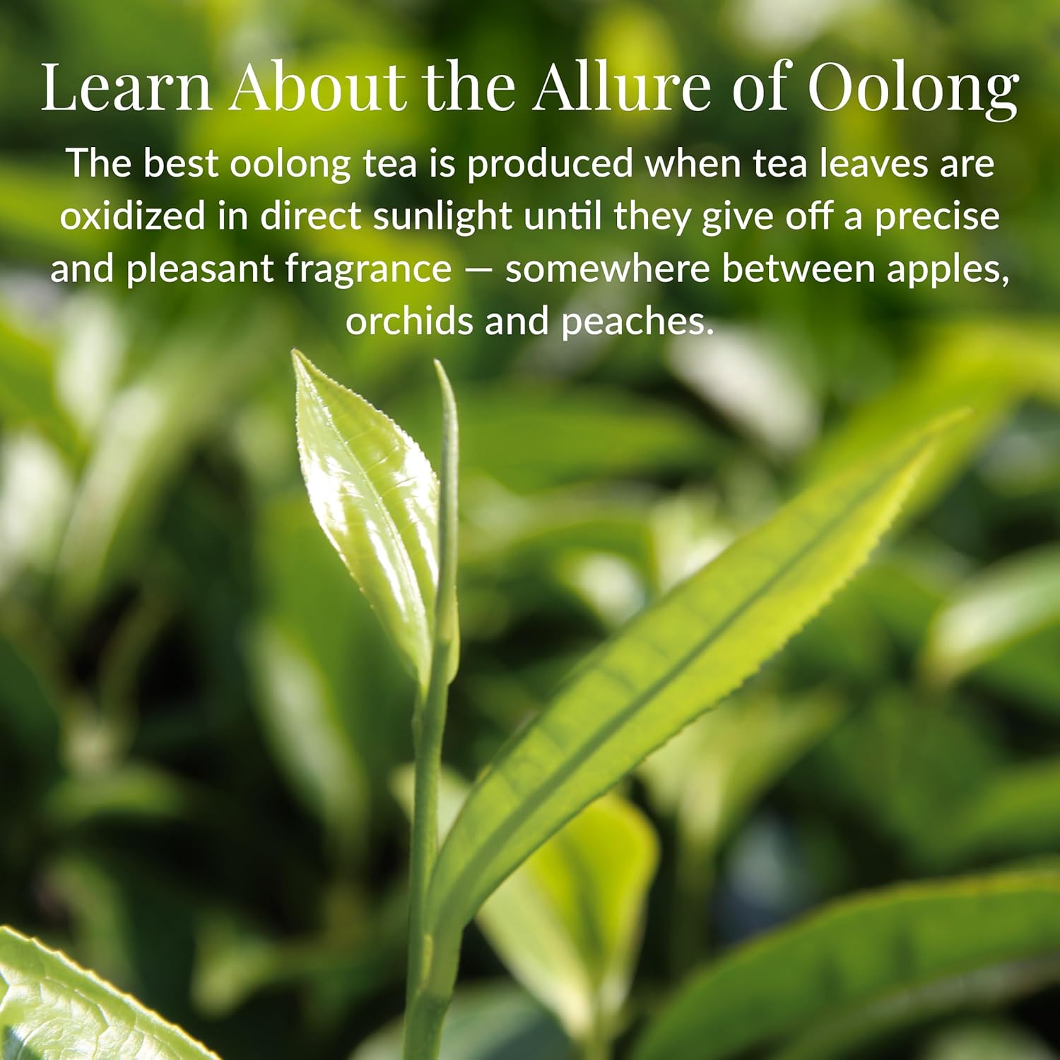 The Republic of Tea u2014 Milk Oolong Tea Tin, 36 Tea Bags, Naturally Caffeinated - Image 4