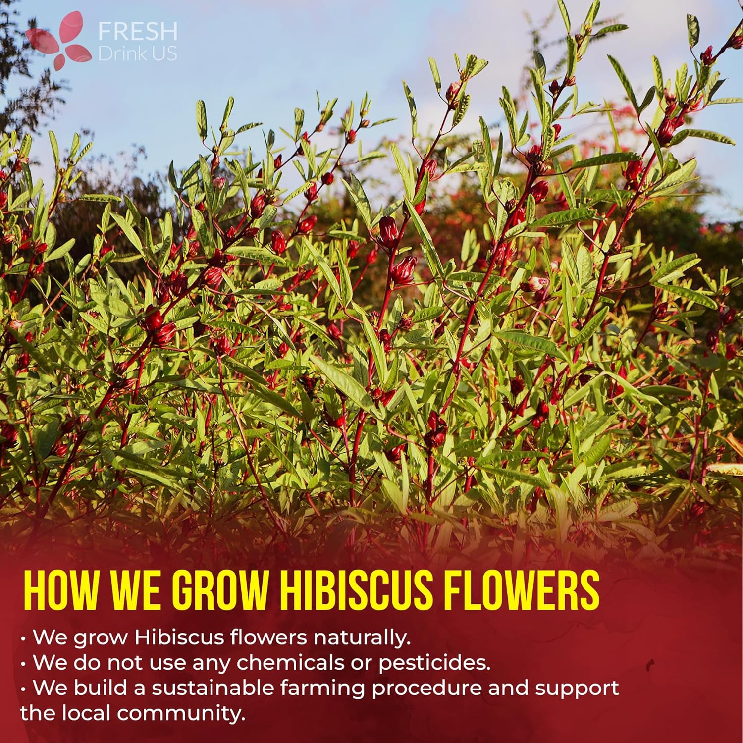 FreshDrinkUS, Premium 140 Hibiscus Flowers Tea Bags, 100% Natural, Handmade & Pure from Hibiscus Flowers. No Sugar/Caffeine/Gluten, Vegan. Tart & Refreshing, Hot or Ice Tea, Great For All Seasons - Image 5