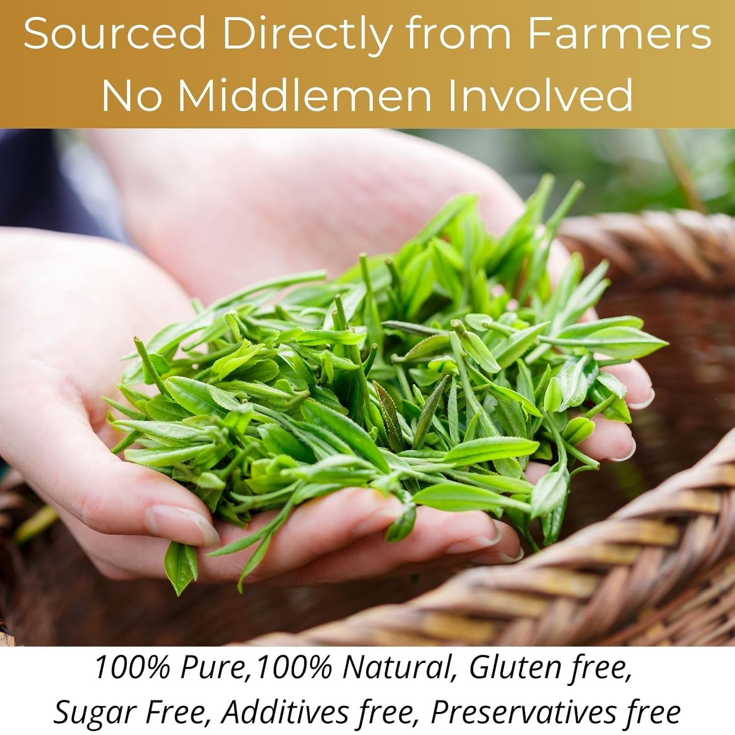 Organic Oolong Tea Bags, 50 Count, Unbleached, ECO-Conscious Chinese Oolong Tea, VitalForest High Mountain Tea Tie Guan Yin, Non-GMO, Container Pack for Gift Set - Image 5