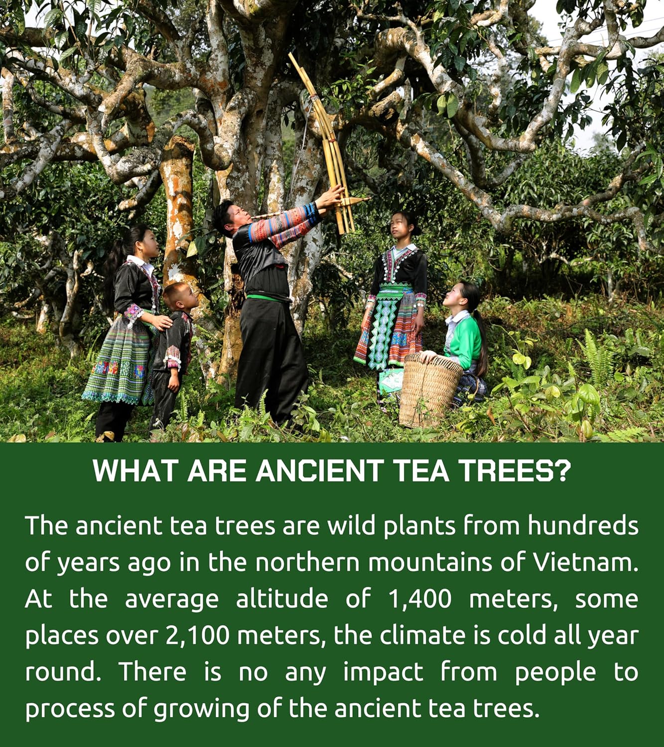 Alternative view of VIXI Oolong Tea Bags, 150 Counts, Vietnam's Mountain Tea, Caffeinated, Bold and Balanced Flavored, Sugar Free, Tagless, 100% Natural, Oolong Tee for Hot and Cold Brew