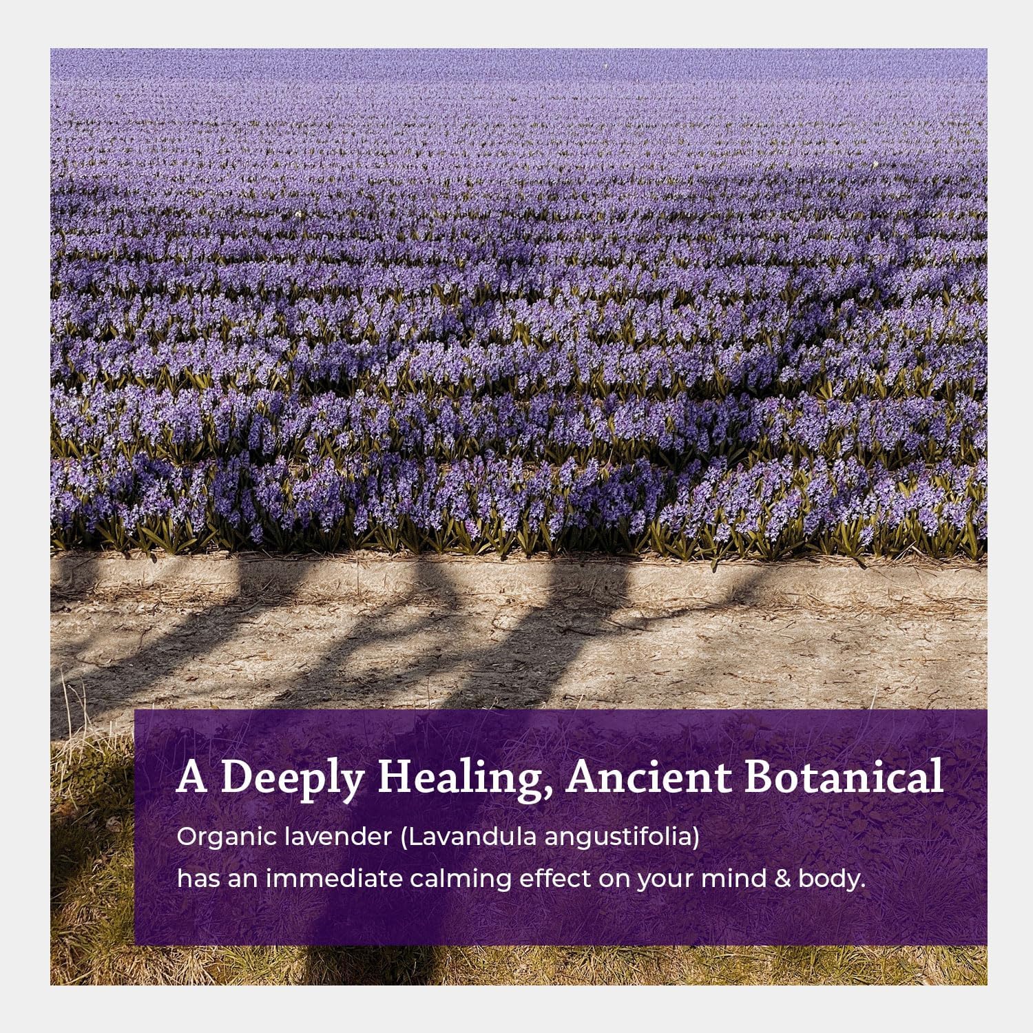 Silk Road Organic Lavender Essential Oil Spray, Lavandula Angustifolia, 100% Pure USDA Certified Aromatherapy for Calming, Relaxation & Skin u2013 1 oz Spray - Always Pure, Always Organic