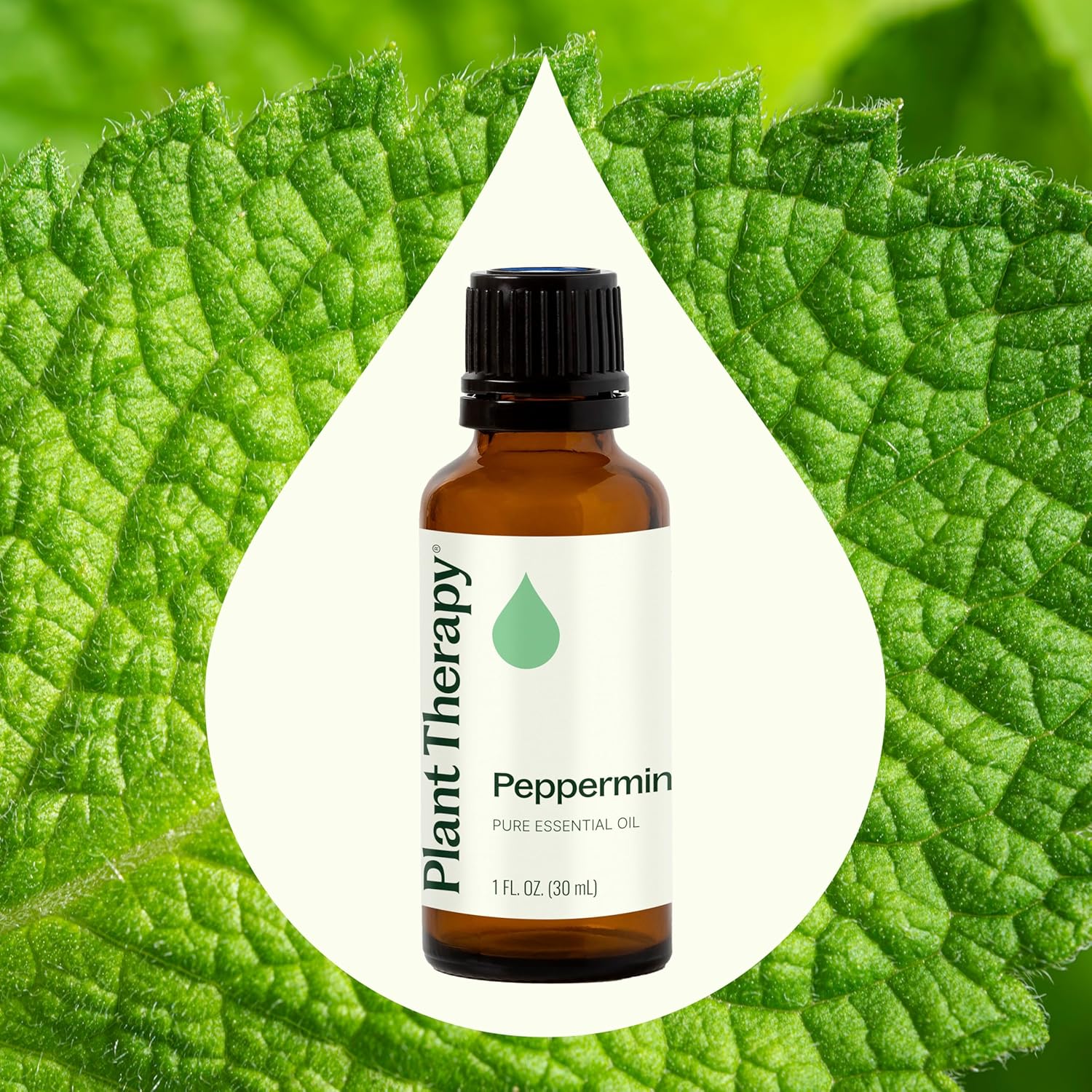 Alternative view of Plant Therapy Peppermint Essential Oil 30 mL (1 oz) 100% Pure, Undiluted, Natural Aromatherapy for Diffuser & Topical Use, Relaxation, Digestion, Respiratory, & Massage, Peppermint Oil for Skin & Hair