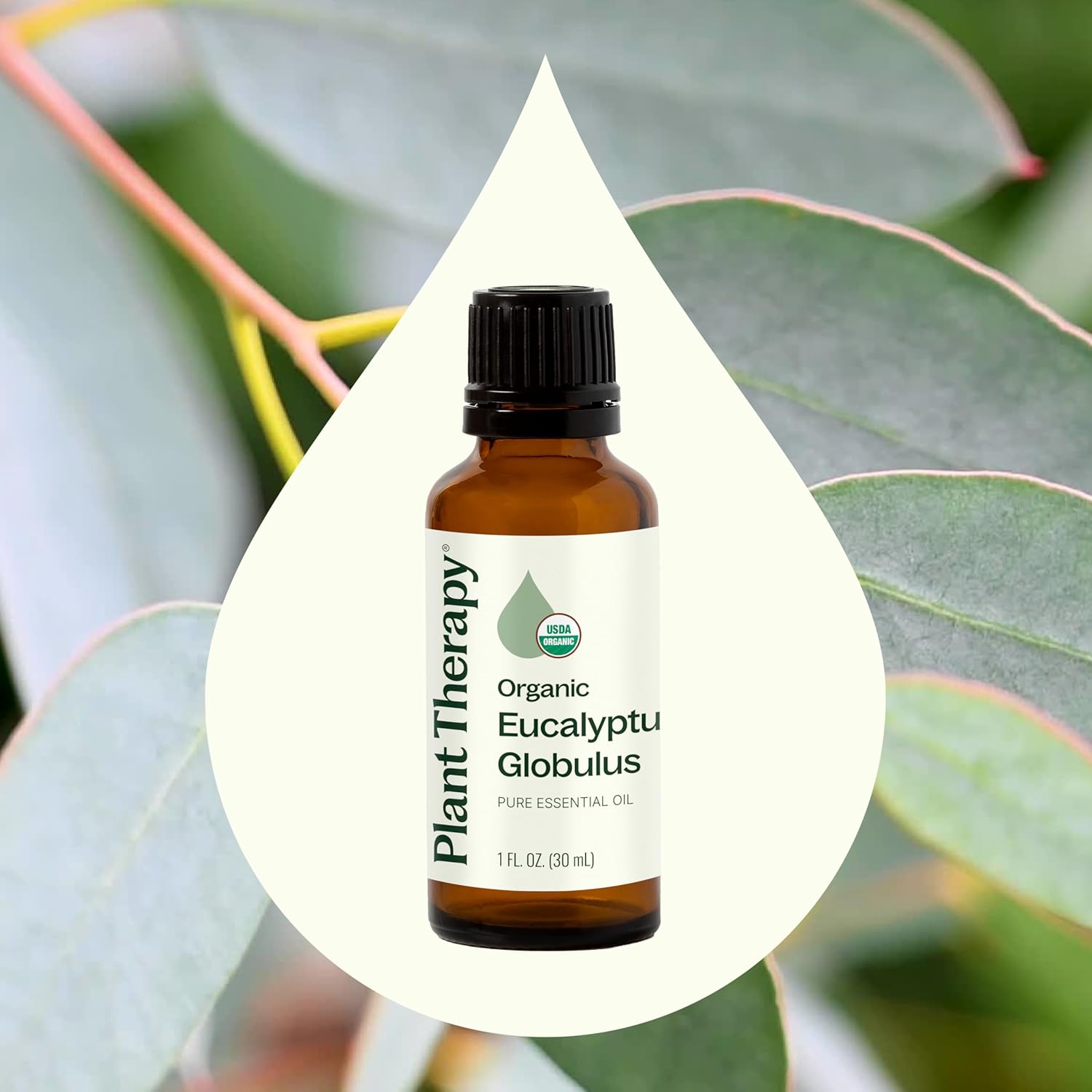 Alternative view of Plant Therapy Organic Eucalyptus Globulus Essential Oils 30 mL (1 oz), 100% Pure, USDA Certified Organic, Undiluted, Natural Aromatherapy for Respiratory Support & Focus