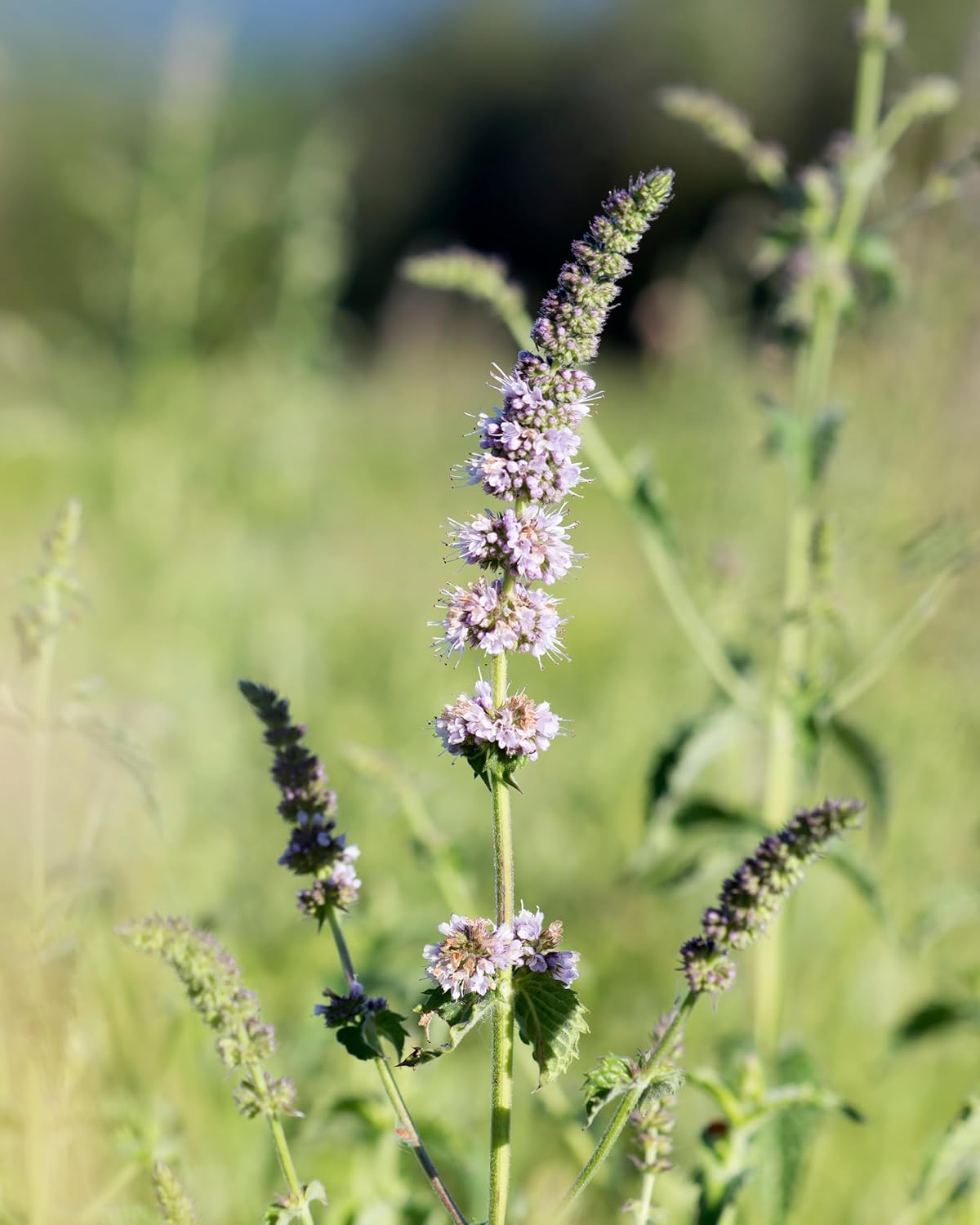 Alternative view of Herb Pharm Breath Refresher Certified Organic Herbal Fresh Breath Spray with Spearmint Essential Oil - 1/2 Ounce