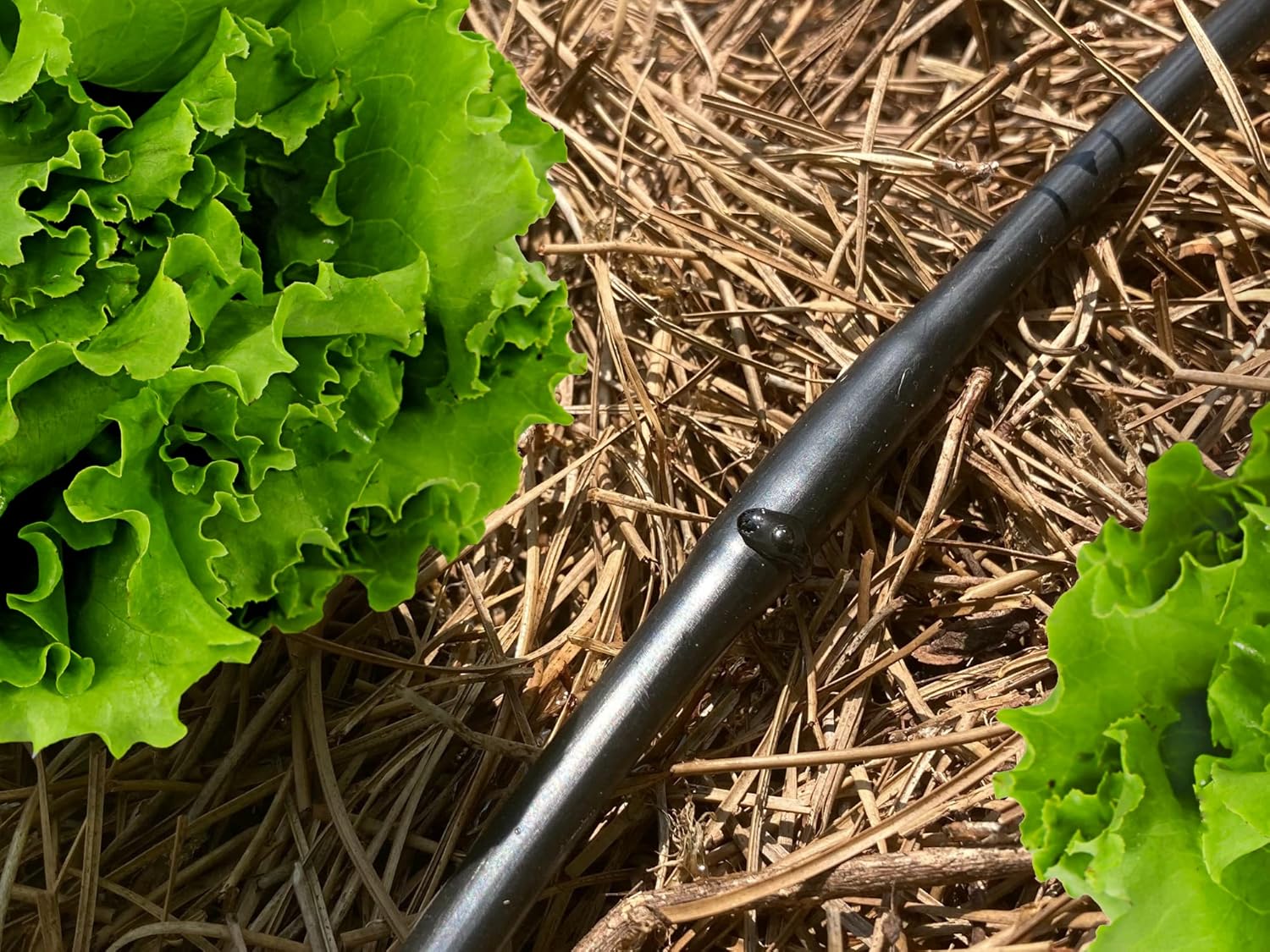 Alternative view of 1/4" Irrigation Dripline Tubing (100 Ft Roll) - 6" Emitter Spacing - 1/4" Drip Irrigation Fittings Included