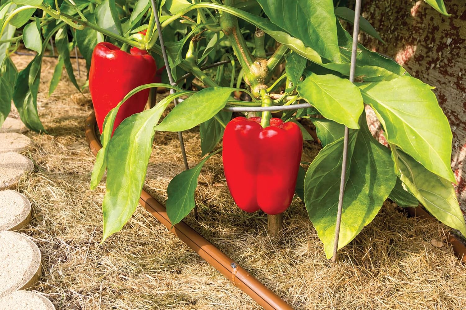 Rain Bird ET63-100S Drip Irrigation Pressure Compensating 1/2" (0.634" OD) Emitter Tubing, 18" Emitter Spacing, 100' Roll, Brown