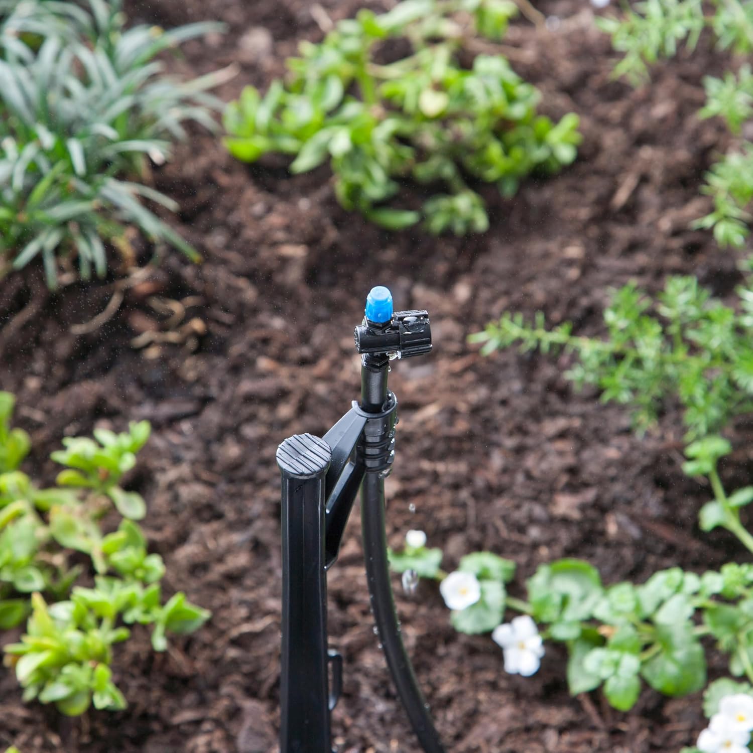 Raindrip 172CPUB, Adjustable Flow Micro Sprinkler Assembly, Half-Circle Pattern, Fan Spray, 1/4" Clamp N Pierce Inlet, Riser and 13" Stake, for Drip Irrigation Gardening Systems, Black/Blue(Pack of 1) - Image 5