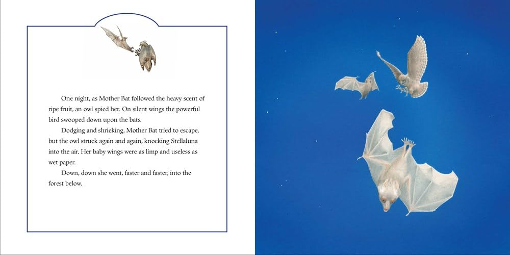 Alternative view of Stellaluna