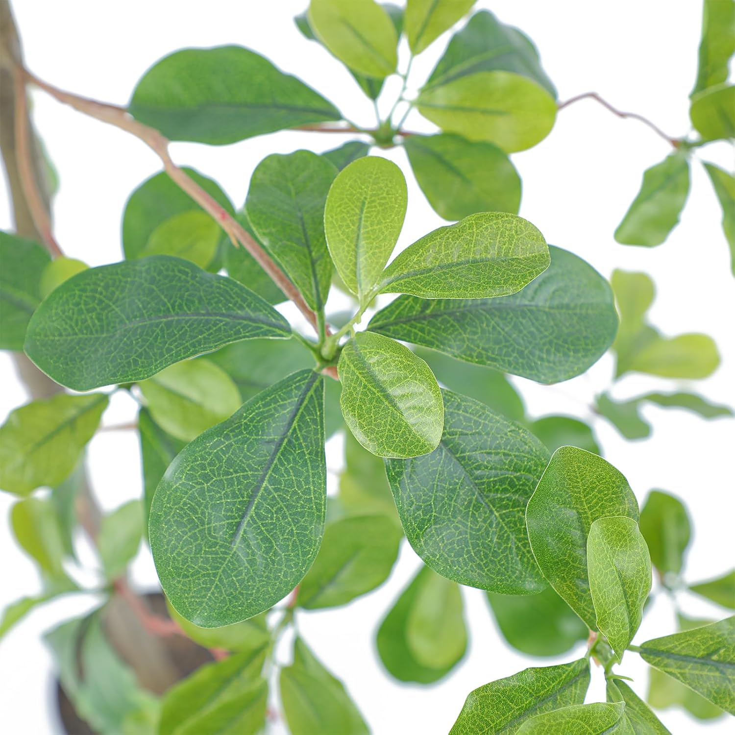 Bellacat Faux Black Olive Tree 7ft, Tall Faux Trees Indoor with Natural Trunk and Realistic Leaves. 7 Feet(84in) Artificial Tree for Home Office Décor.