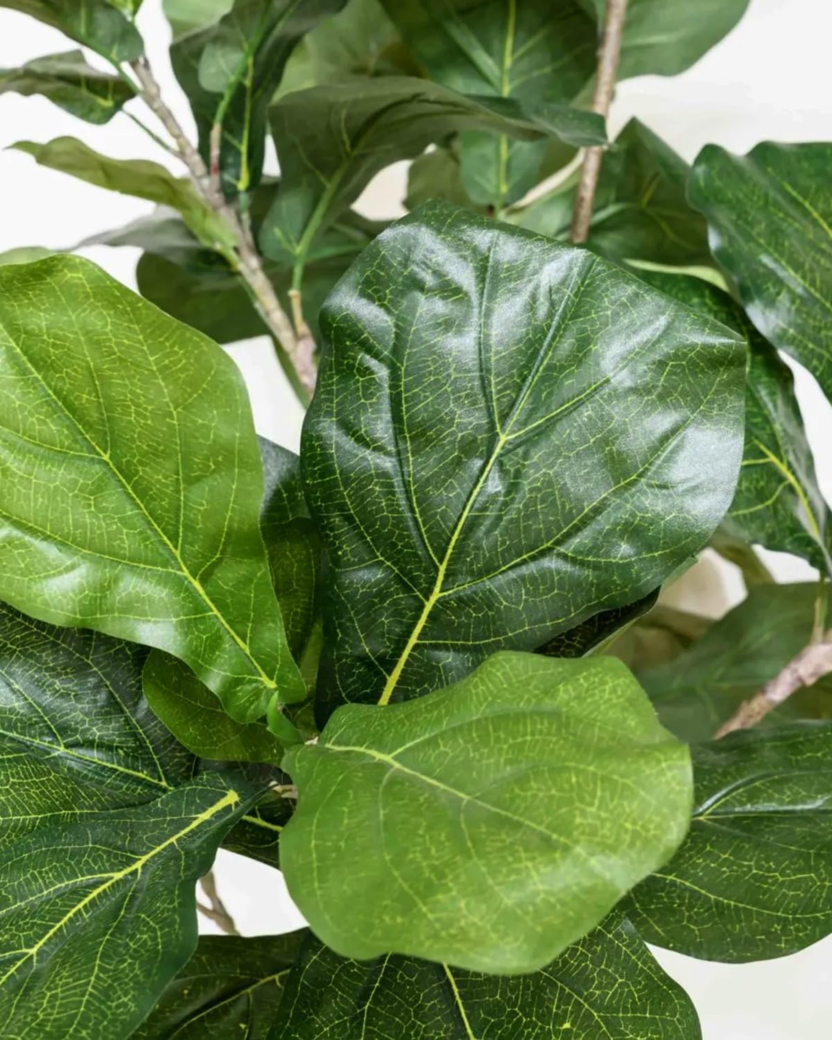 LuceAlberi Artificial Fiddle Leaf Fig Tree 6FT - Large Fake Tree with White Planter&Basket, Tall Faux Ficus Lyrata Tree Floor Plants for Indoor Home Decor Office Living Room Housewarming Gift, 1Pack - Image 3