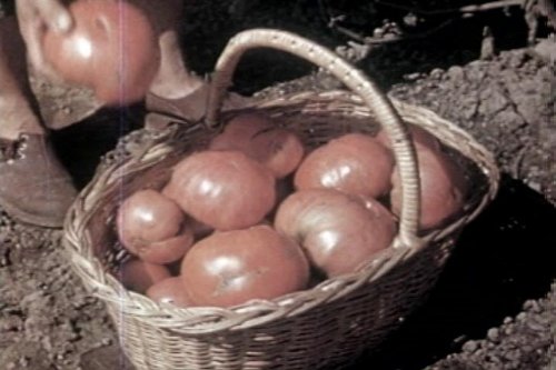 1940s Garden & Home Gardening Films