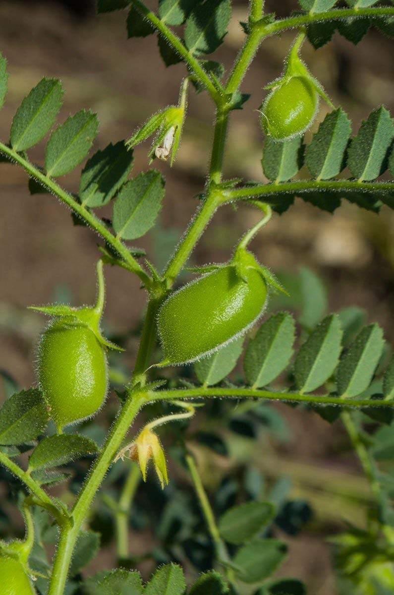 Food to Live Red Split Lentils, 15 Pounds u2013 Masoor Dal, Dried, Vegan, Kosher, Bulk. Easy to Cook. No Soaking Required. Good Source of Dietary Fiber, Vitamin B, Protein. - Image 7